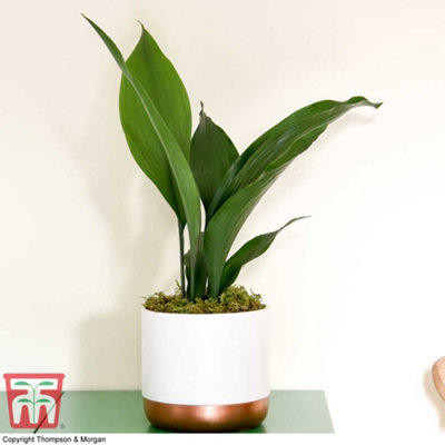 Thompson & Morgan Aspidistra Cast Iron Plant Elatior Houseplant X 1 (12Cm Pot) from B&Q