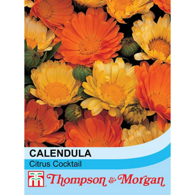 B&Q -  Calendula Nana Citrus Cocktail 1 Seed Packet (100 Seeds)