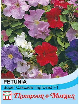 Thompson & Morgan Petunia Super Cascade Improved F1 Hybrid 1 Packet 40 Seeds) from B&Q