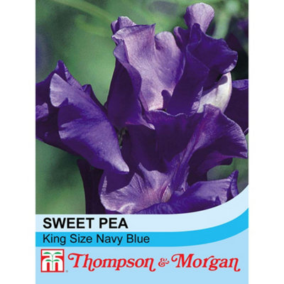 Thompson & Morgan Sweet Pea King Size Navy Blue 1 Seed Packet (20 Seeds) from B&Q