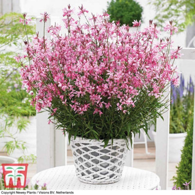 Thompson & Morgan Gaura Baby Butterfly Dark Pink 9Cm Pot X 1 from B&Q