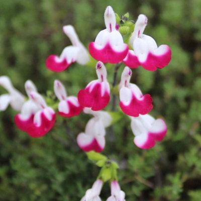 B&Q -  Salvia Cherry Lips 9Cm Potted Plant X 1