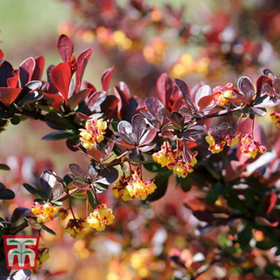 B&Q -  Berberis Thunbergii Darts Red Lady 9Cm Pot X 2