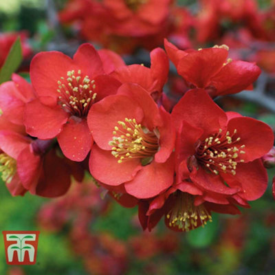 Thompson & Morgan Chaenomeles X Superba Crimson And Gold 9Cm Pot X 2 from B&Q