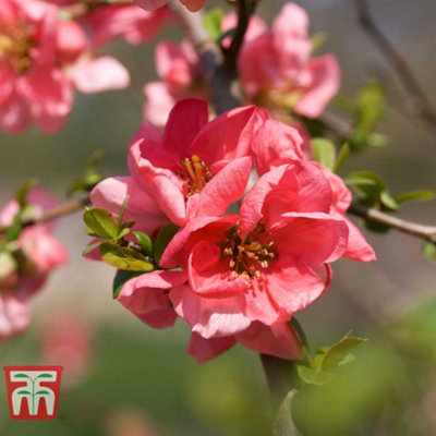 Thompson & Morgan Chaenomeles X Superba Pink Lady 9Cm Pot X 1 from B&Q