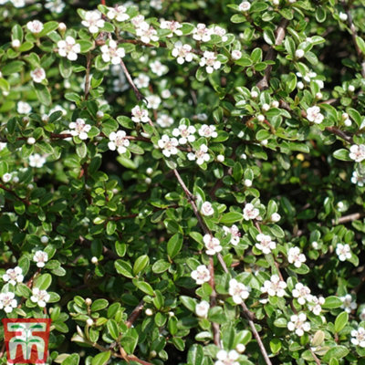 Thompson & Morgan ShrubCotoneaster Horizontalis 9Cm Pot X 1 from B&Q