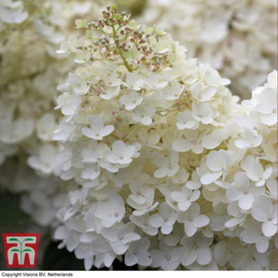 Thompson & Morgan Hydrangea Paniculata Grandiflora 9Cm Pot X 1 from B&Q