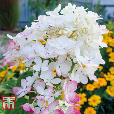 Thompson & Morgan Hydrangea Paniculata Wims Red 9Cm Potted Plant X 2 from B&Q