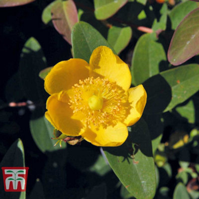 Thompson & Morgan Hypericum Dummeri Peter Dummer 9Cm Potted Plant X 1 from B&Q