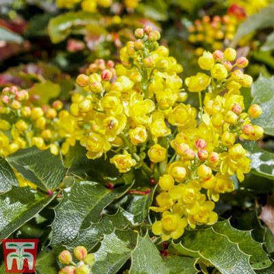 Thompson & Morgan Mahonia Japonica 9Cm Potted Plant X 1 from B&Q