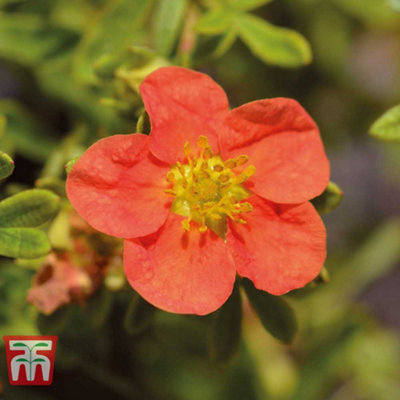 Thompson & Morgan Potentilla Fruticosa Marian Red Robin 9Cm Pot X 1 from B&Q