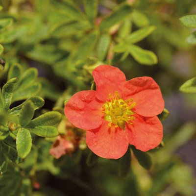 Thompson & Morgan Potted Plantentilla Fruticosa Marian Red Robin 9Cm Potted Plant X 2 from B&Q