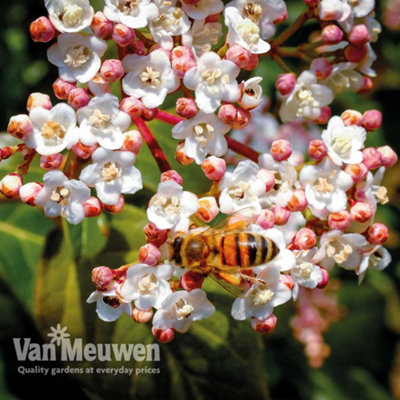 Thompson & Morgan Viburnum Tinus 9Cm Potted Plant X 1 from B&Q