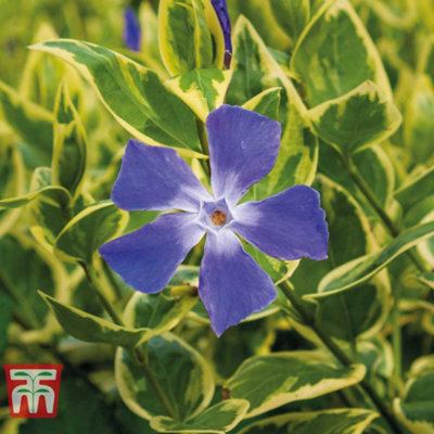 Thompson & Morgan Vinca Major Variegata 9Cm Potted Plant X 1 from B&Q