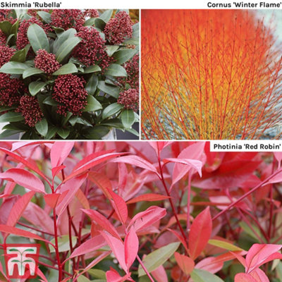 Thompson & Morgan - Winter Interest Shrub Collection - Hardy Shrubs - 9cm Pot - Image 4