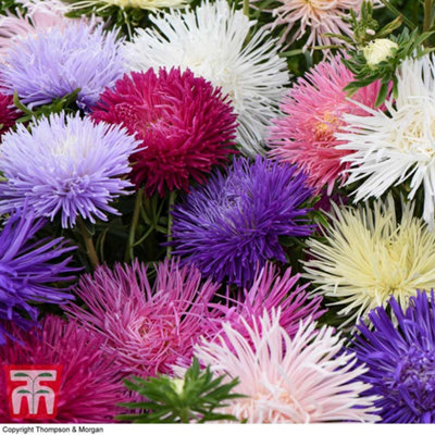Thompson & Morgan Aster Starlight Mixed 1 Seed Packet (150 Seeds) from B&Q