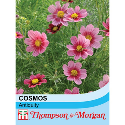 Thompson & Morgan Cosmos Antiquity 1 Seed Packet (30 Seeds) from B&Q
