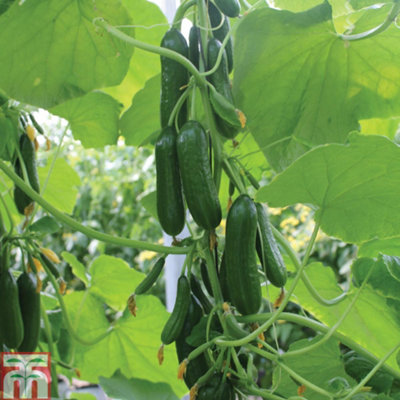 Thompson & Morgan Cucumber Nimrod 1 Seed Packet (4 Seeds) from B&Q