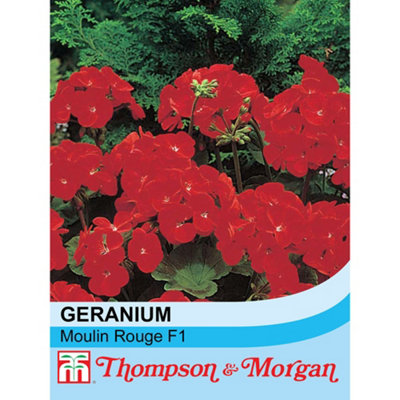 Thompson & Morgan Geranium Moulin Rouge F1 Hybrid Seed Packet (6 Seeds) Size 1