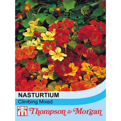 B&Q -  Nasturtium Climbing Mixed 1 Seed Packet (40 Seeds)