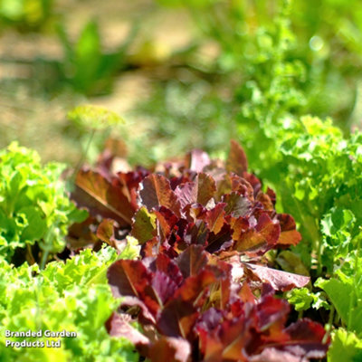 Thompson & Morgan Red/Green Organic Lettuce & Salad Bowl Mixed Seed Packet Size 1