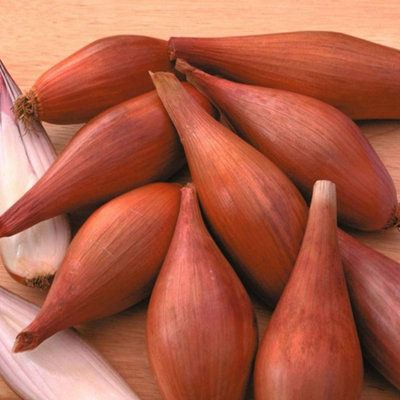 Thompson & Morgan Shallot Figaro 1 Seed Packet (150 Seeds) from B&Q