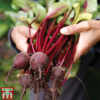 Thompson & Morgan Beetroot Pablo F1 Hybrid 1 Seed Packet (200 Seeds) from B&Q