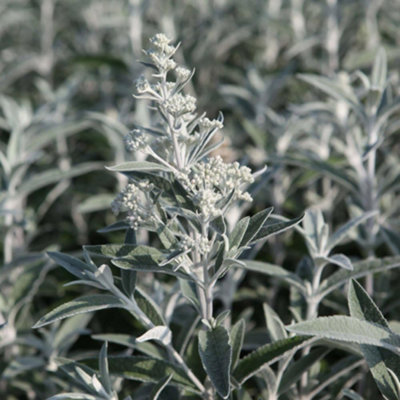 Thompson & Morgan Buddleja Silver Anniversary 3.6 Litre Potted Plant X 1 from B&Q