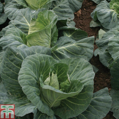 Thompson & Morgan Cabbage Tantour F1 1 Seed Packet (45 Seeds) from B&Q