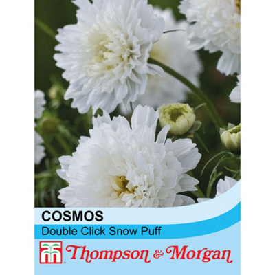 Thompson & Morgan Cosmos Double Click Snow Puff 1 Seed Packet (50 Seeds) Pink