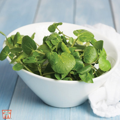 Thompson & Morgan Salad Leaves Watercress 1 Seed Packet (500 Seeds) from B&Q