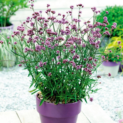 Thompson & Morgan Verbena Bonariensis Lollipop 1 Litre Potted Plant X 1 from B&Q
