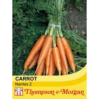 Thompson & Morgan - Carrot Nantes 2 - Vegetable Seeds - 1500 Seeds - Image 4