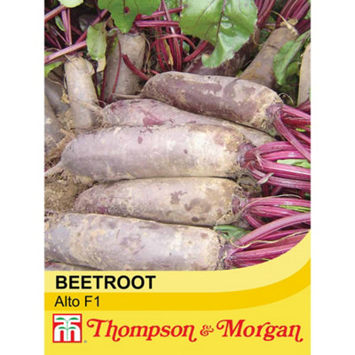 Thompson & Morgan Beetroot Alto F1 Hybrid 1 Seed Packet (250 Seeds) from B&Q