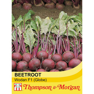 B&Q -  Beetroot Wodan F1 Hybrid 1 Seed Packet (150 Seeds)