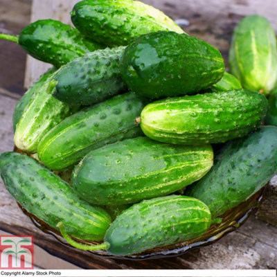 Thompson & Morgan Cucumber Goblin F1 (Gherkin) 1 Seed Packet (6 Seeds) from B&Q