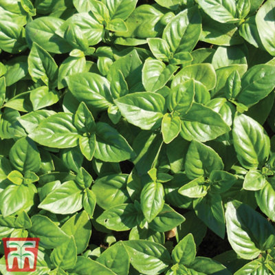 Thompson & Morgan Herb Basil British (Outdoors) 1 Seed Packet (100 Seeds) from B&Q