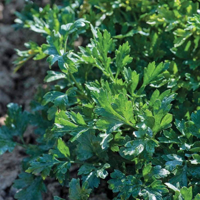 Thompson & Morgan Herb Parsley Titan 1 Seed Packet from B&Q