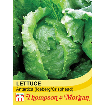 Thompson & Morgan Lettuce (Iceberg) Antartica 1 Seed Packet (200 Seeds) from B&Q