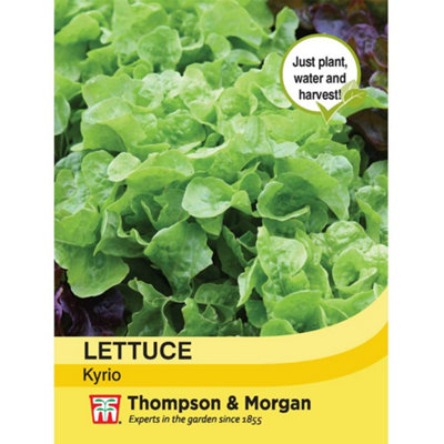 Thompson & Morgan Lettuce Kyrio 1 Seed Packet (250 Seeds) from B&Q