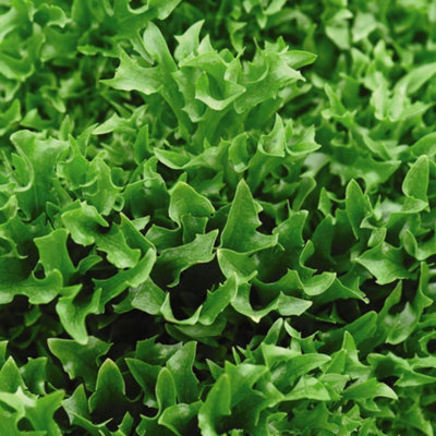 B&Q -  Lettuce Skilton 1 Seed Packet (200 Seeds)