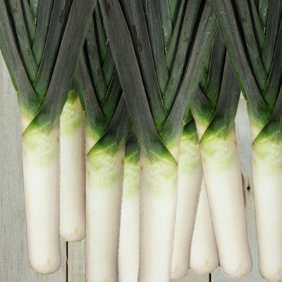 Thompson & Morgan Leek Murcia 1 Seed Packet (100 Seeds) from B&Q