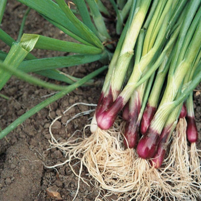 B&Q -  Spring Onion Lilia 1 Seed Packet