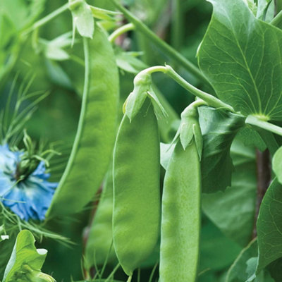 Thompson & Morgan Mangetout Pea Snow Wind 1 Packet (125 Seeds) from B&Q