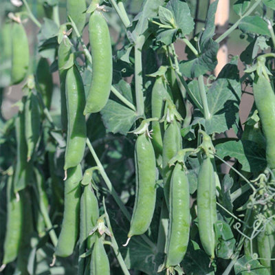 Thompson & Morgan Pea Terrain 1 Seed Packet (300 Seeds) from B&Q