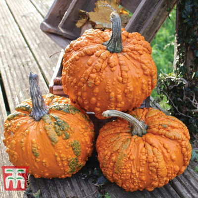 Thompson & Morgan Pumpkin Zombie 1 Seed Packet (4 Seeds) from B&Q