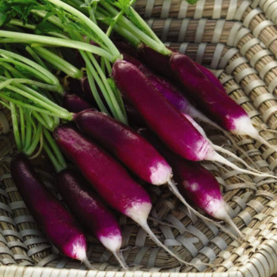 B&Q -  Radish Felicia 1 Seed Packet (400 Seeds)