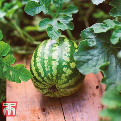 Thompson & Morgan Watermelon Mini Love F1 - 1 Seed Packet, Green - Image 4