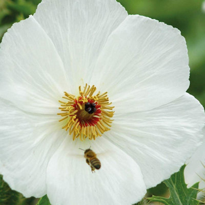 Thompson & Morgan Argemone Platyceras 1 Seed Packet