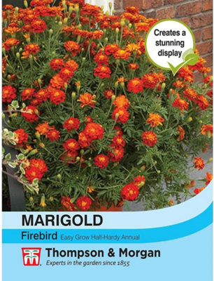 Thompson & Morgan Marigold Firebird 1 Packet (50 Seeds) from B&Q